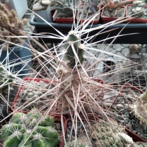 M. platyacantha MK1091b - пагони-