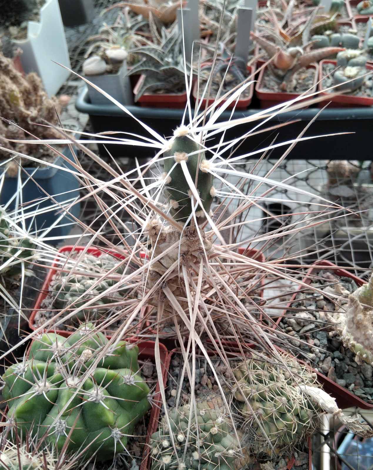 M. platyacantha MK1091b - пагони-