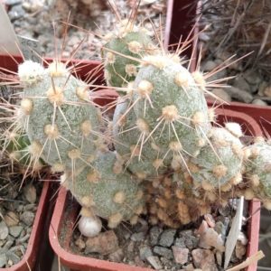 Cumulopuntia berteri MK1524 - 150 -пагони-