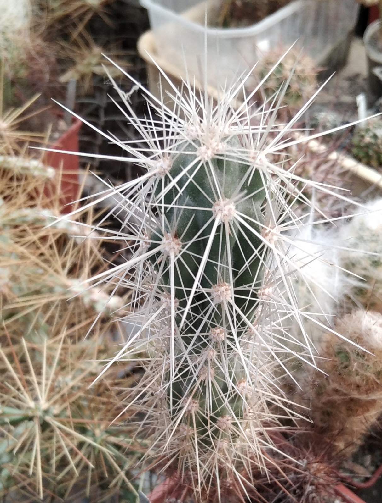 Grusonia bradtiana SB1173 -rare- Koehres- пагін-