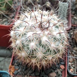 Coryphantha greenwoodii H05 -MG-rare- cube-6cm-