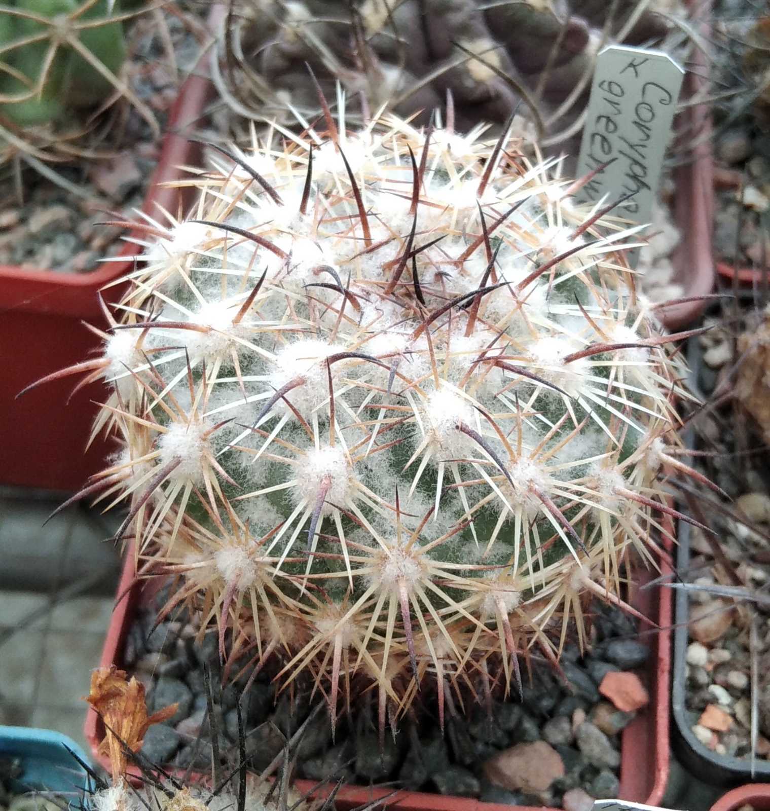 Coryphantha greenwoodii H05 -MG-rare- cube-6cm-