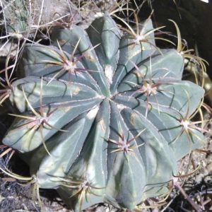 Ferocactus  macrodiscus -Mesa Garden-