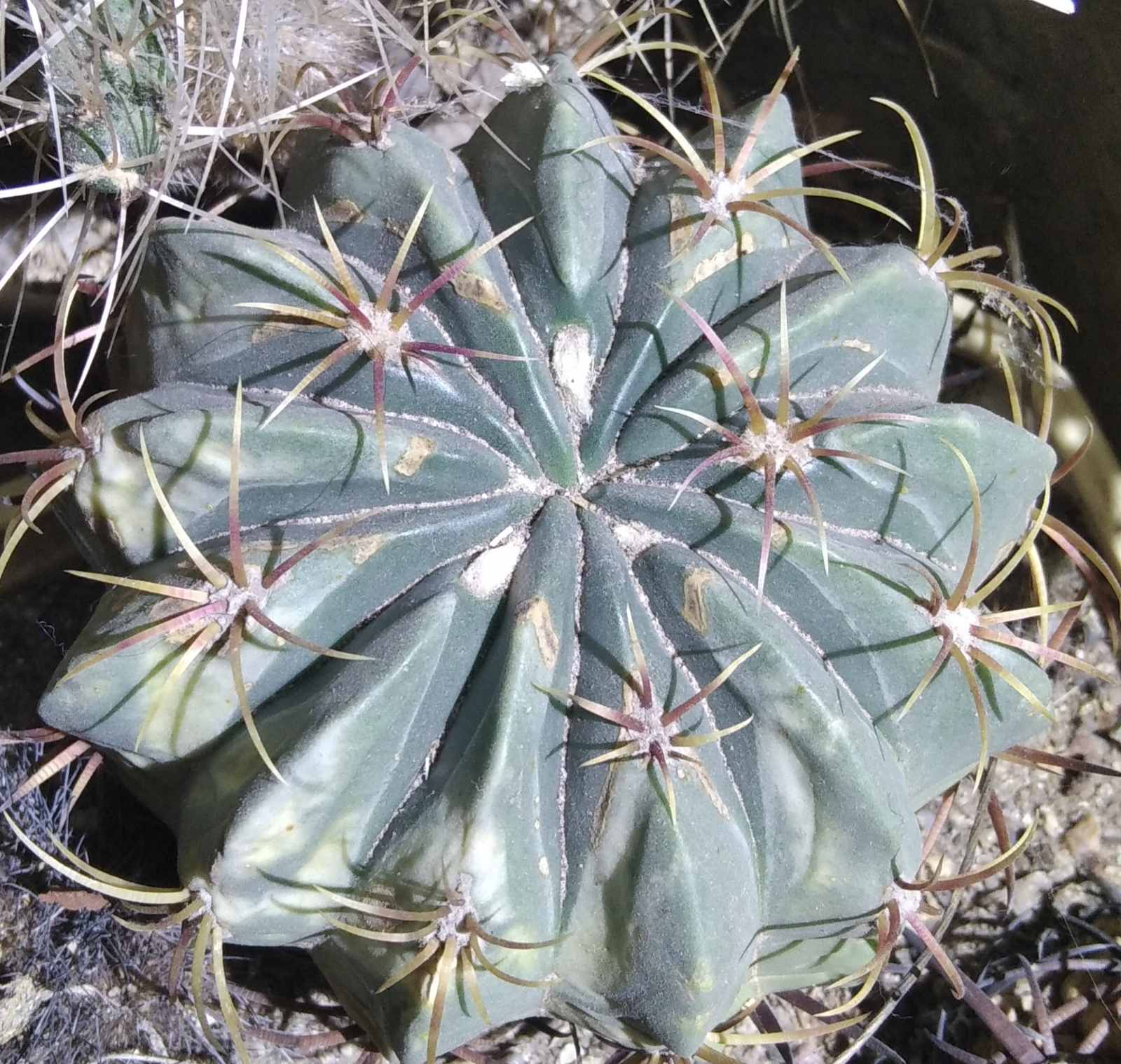 Ferocactus macrodiscus -Mesa Garden-