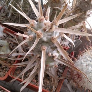 T. articulatus v. papyracanthus - рослина з природи- пагони-