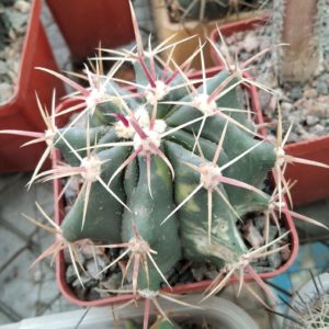 Ferocactus horridus f. variegata -cube-7cm-