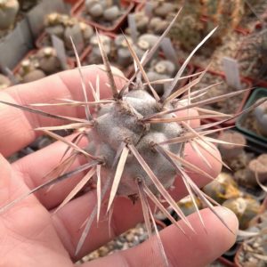 Tephrocactus  articulatus -VG288 - пагін-