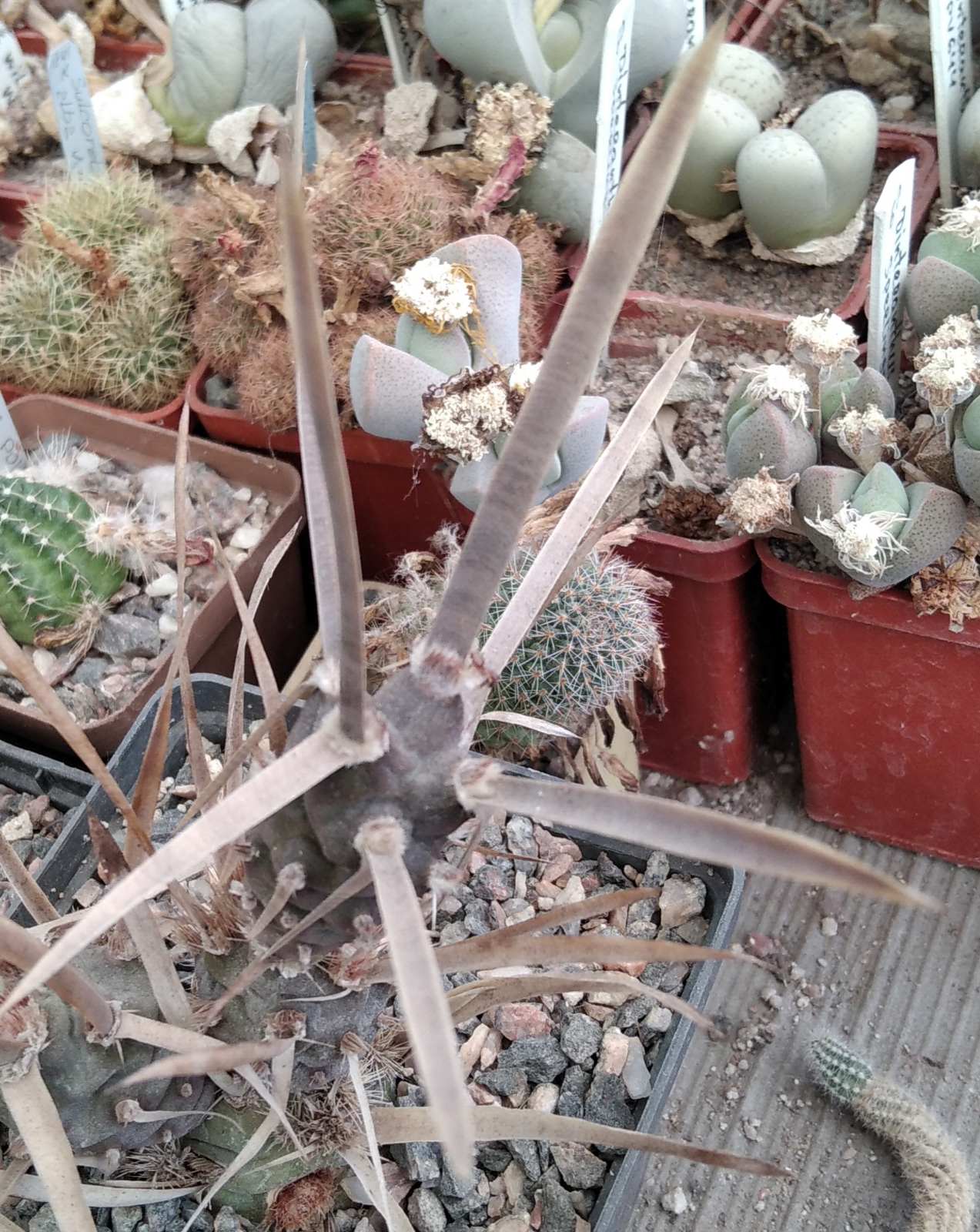 Tephrocactus articulatus  v. nigrispinus - пагони-