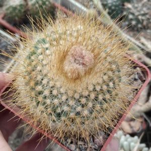 Parodia chrysacantion - cube-7cm - жовті квіти-