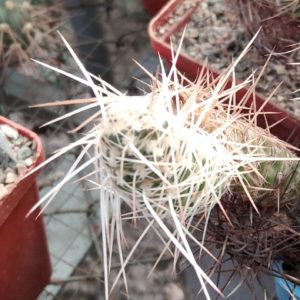 Tephrocactus  webеri P510 -Punta de Ballasto- MG- пагони-