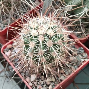 Echinocereus engelmanii v. chrysocentrus -super spines-Indian Springs-