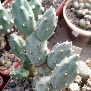 Cumulopuntia  boliviana MK673 -пагони-
