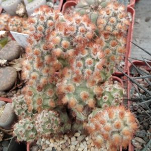 Тephrocactus mollinensis f. rubrispinus -пагони-