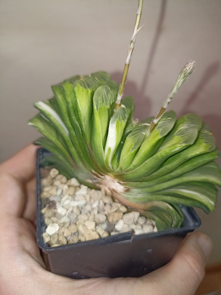 Haworthia Truncata Lime Green Variegated