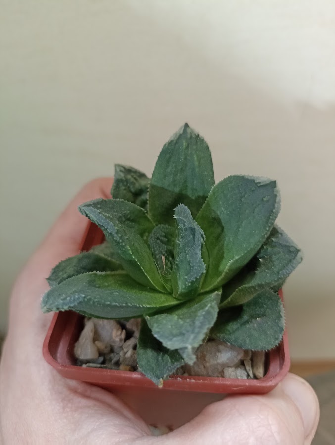 Haworthia Truncata Hybr