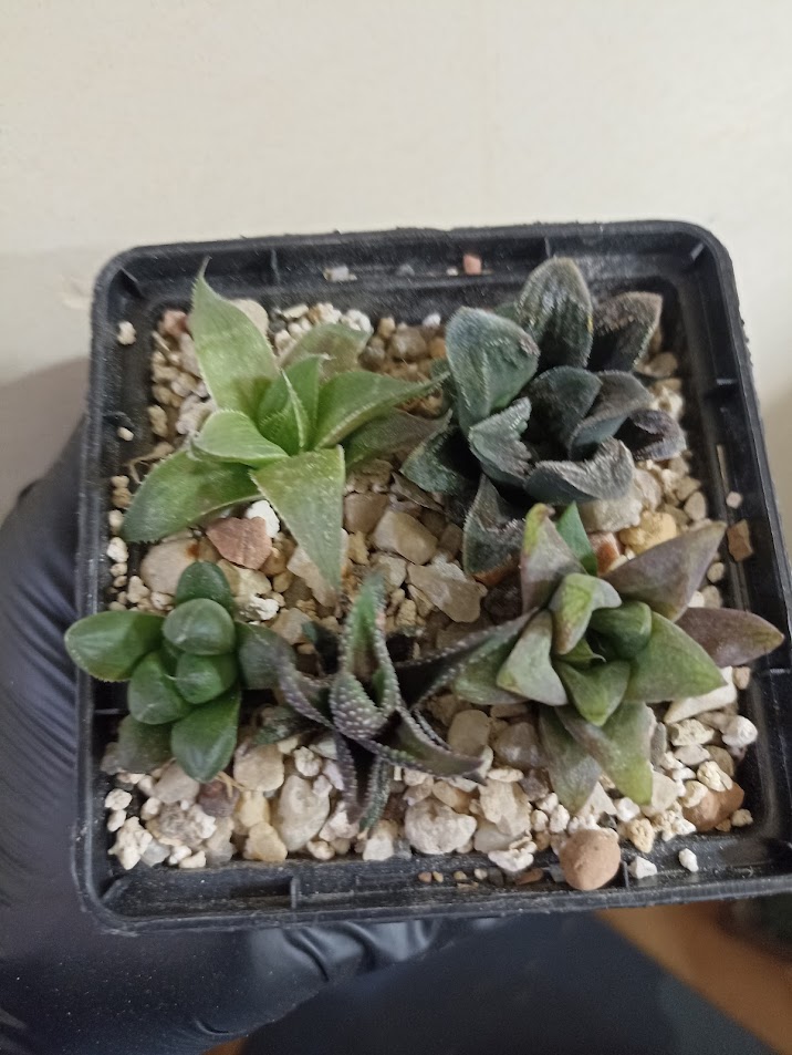 Haworthia Mix 1