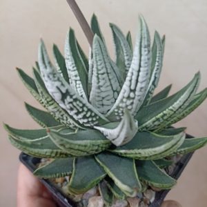 Haworthia Pumila Emperor