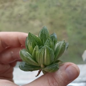Haworthia Green Lemon Variegated