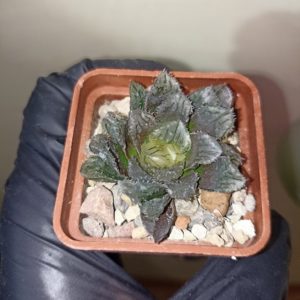 Haworthia Yoroi