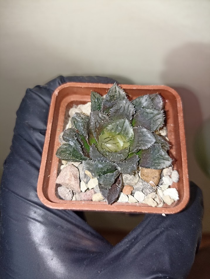 Haworthia Yoroi