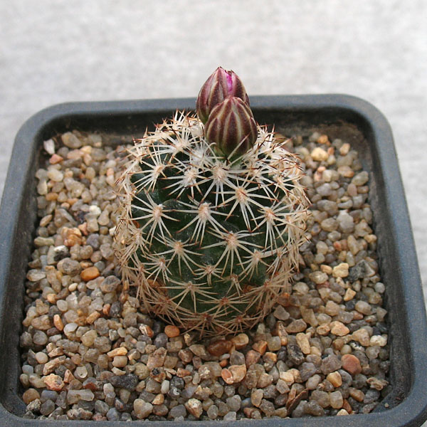 Gymnocactus beguinii