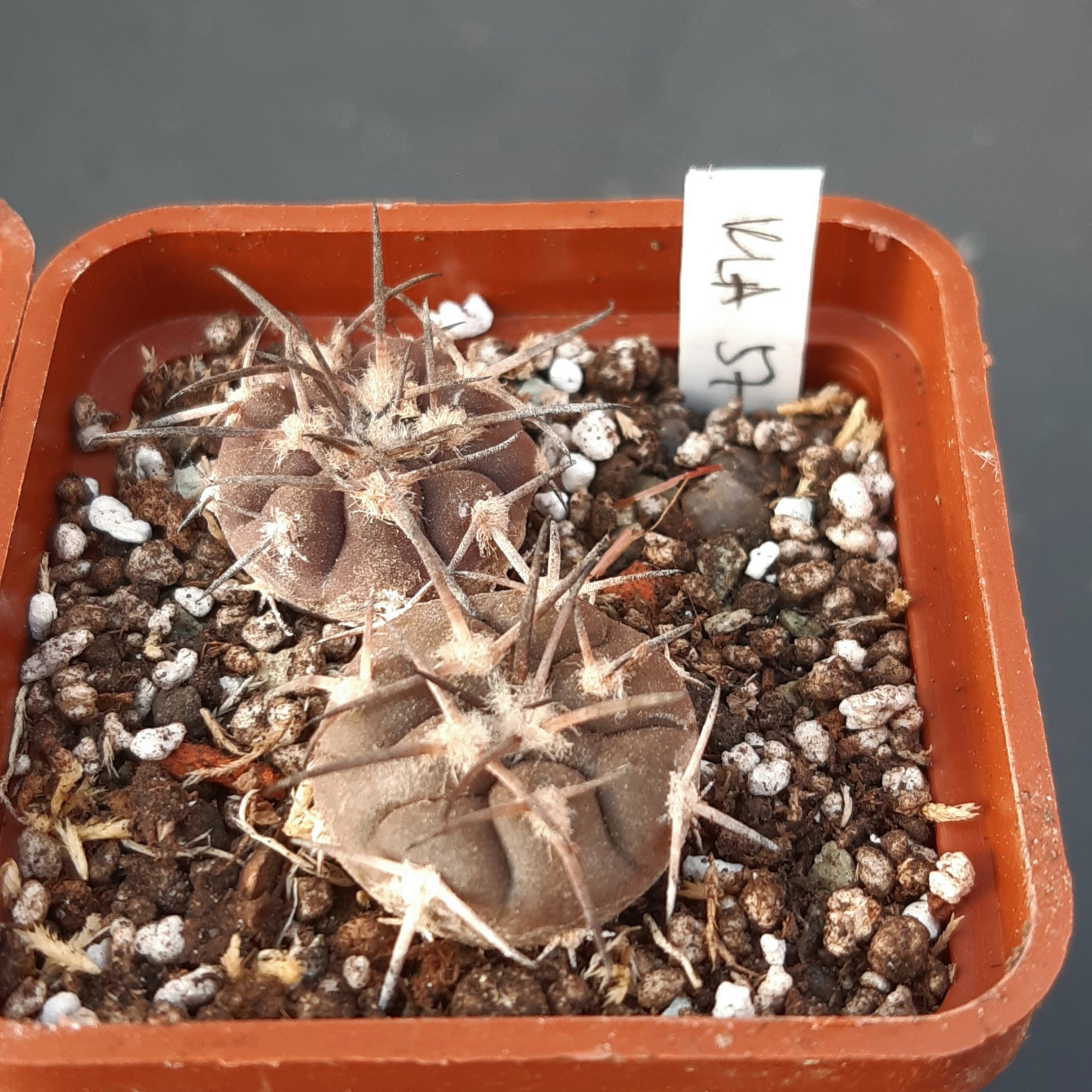 Gymnocalycium spegazzinii KLA 52A El Corralito, Salta