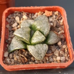 Haworthia splendens cv.'Audrey'
