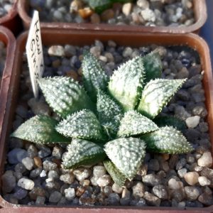 Haworthia wimii hybrid (wimii Japan x 'Ginsekai')