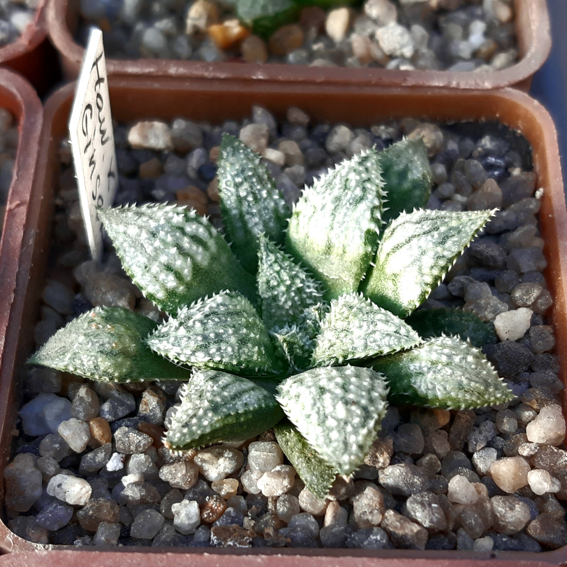 Haworthia wimii hybrid (wimii Japan x 'Ginsekai')