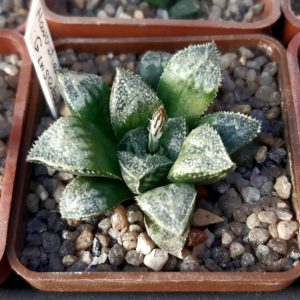 Haworthia wimii hybrid (wimii Japan x 'Ginsekai')