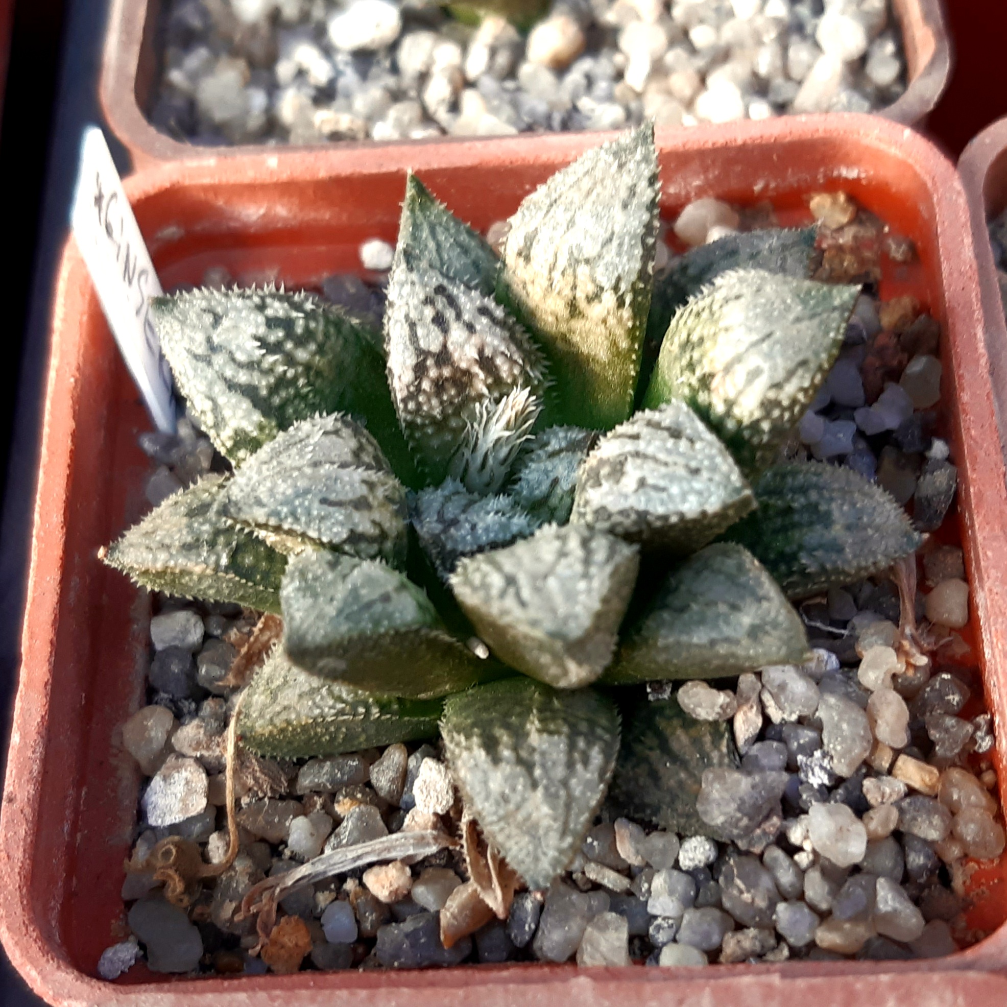 Haworthia wimii hybrid (wimii Japan x 'Ginsekai')
