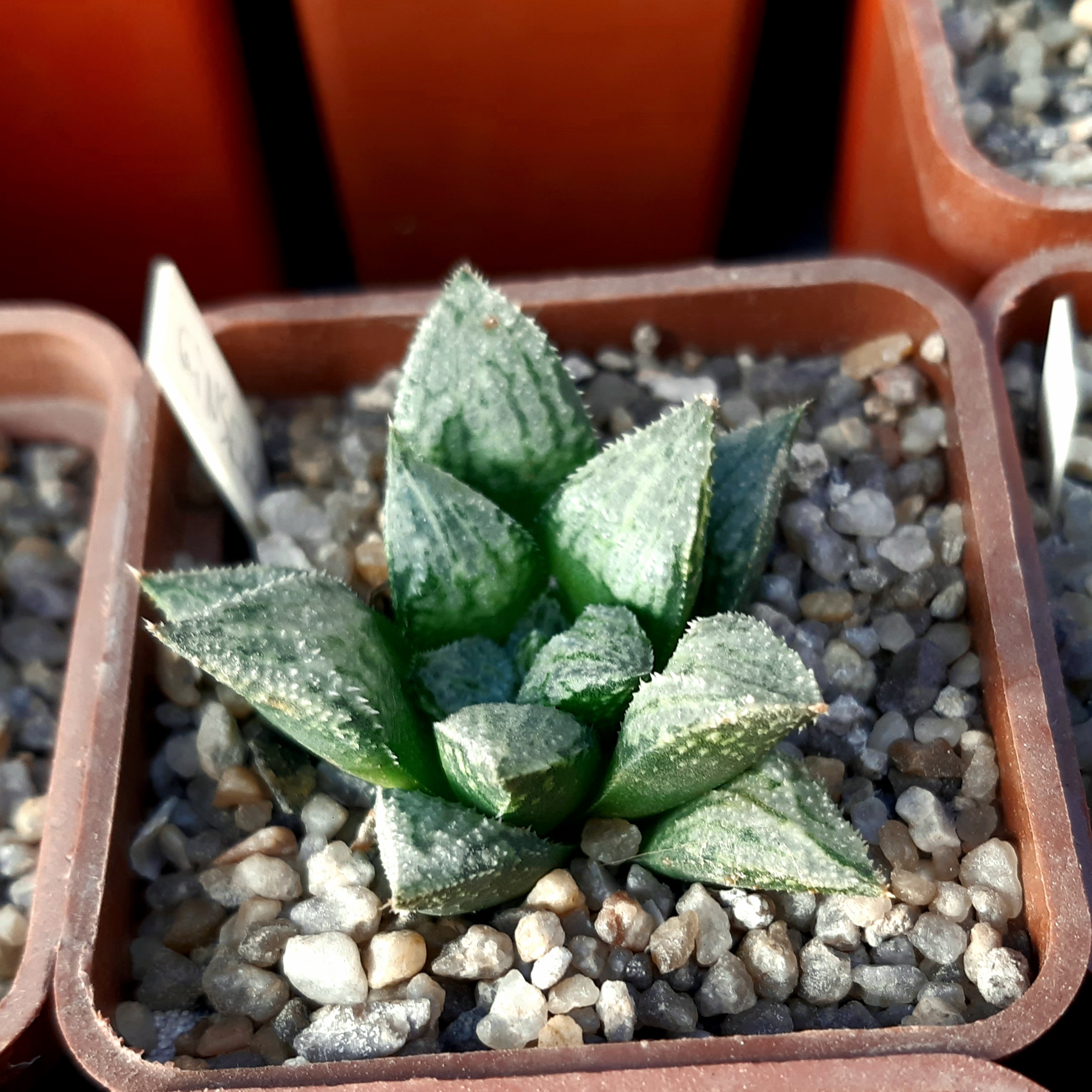 Haworthia wimii hybrid (wimii Japan x 'Ginsekai')