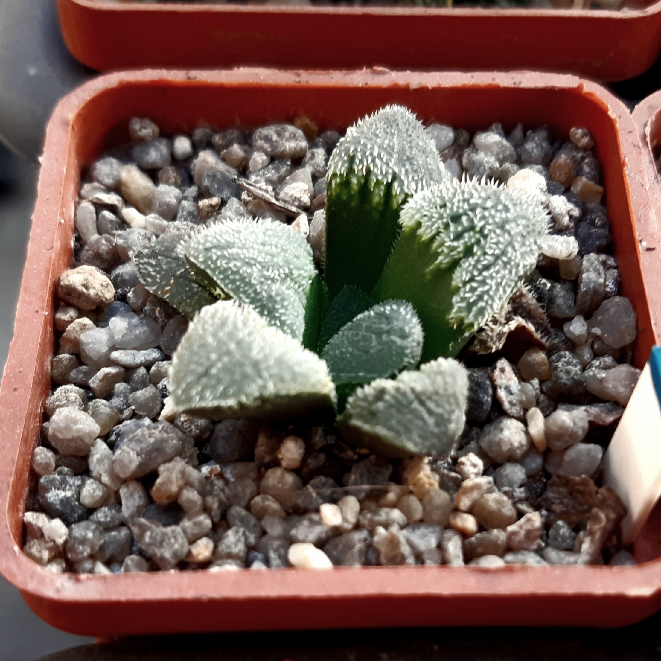 Haworthia pygmaea hybrid