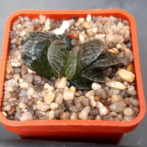 Haworthia hybr