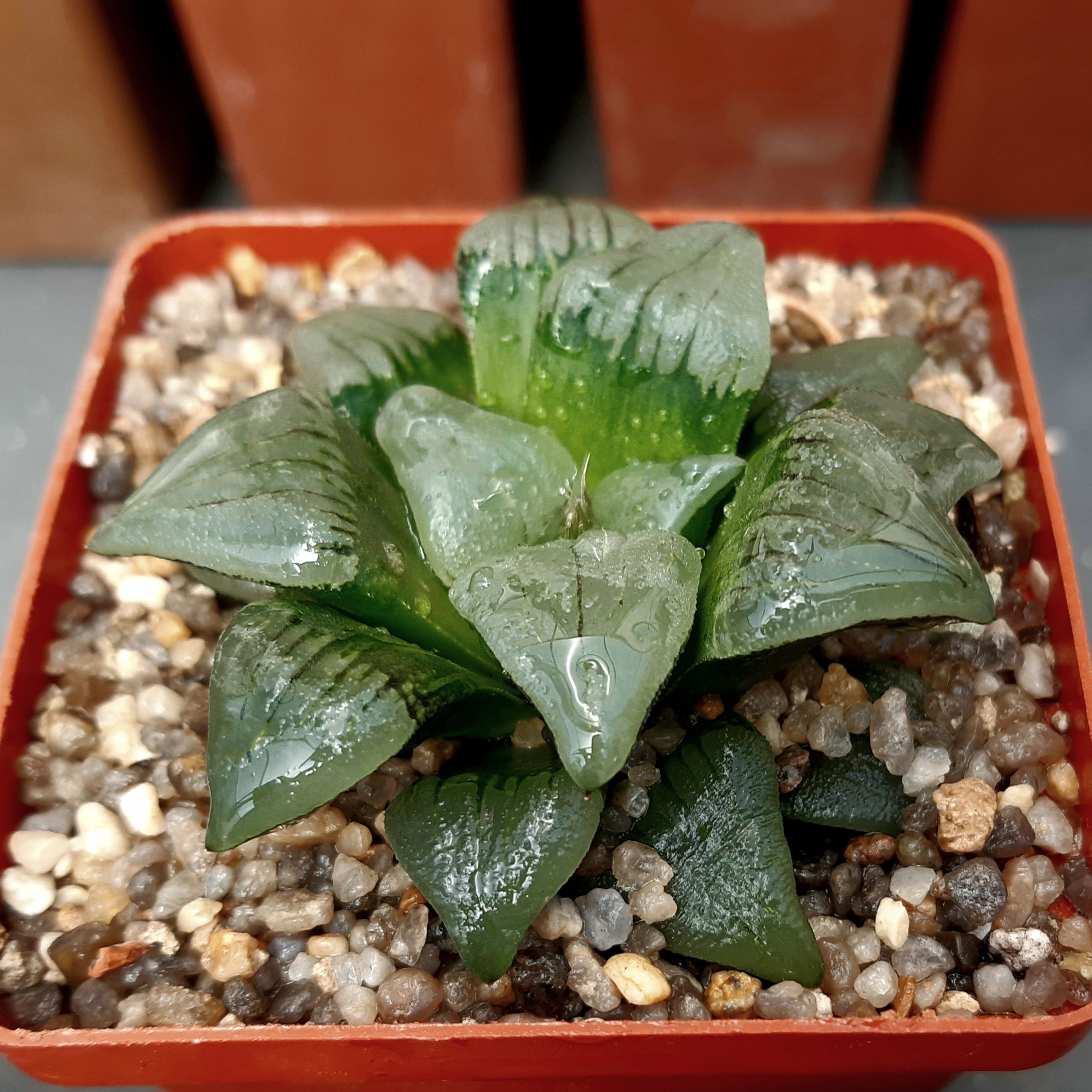 Haworthia atrofusca