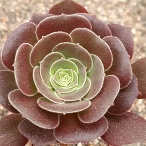 Aeonium 'Velour'