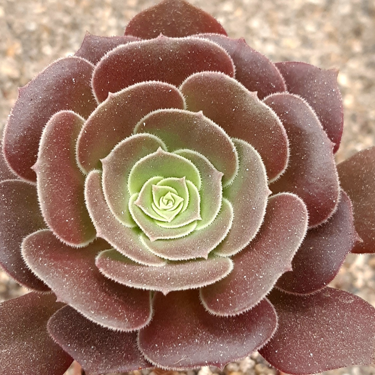 Aeonium 'Velour'