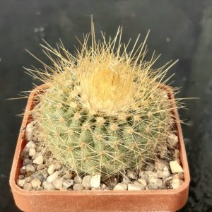Parodia chrisacanthion