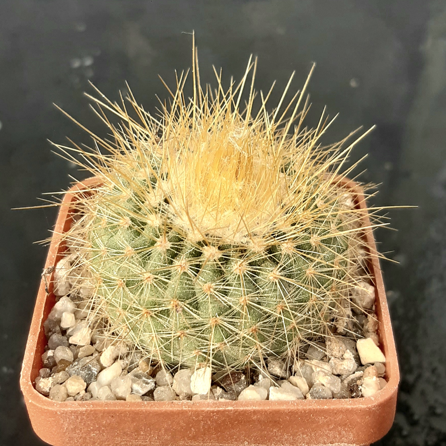 Parodia chrisacanthion