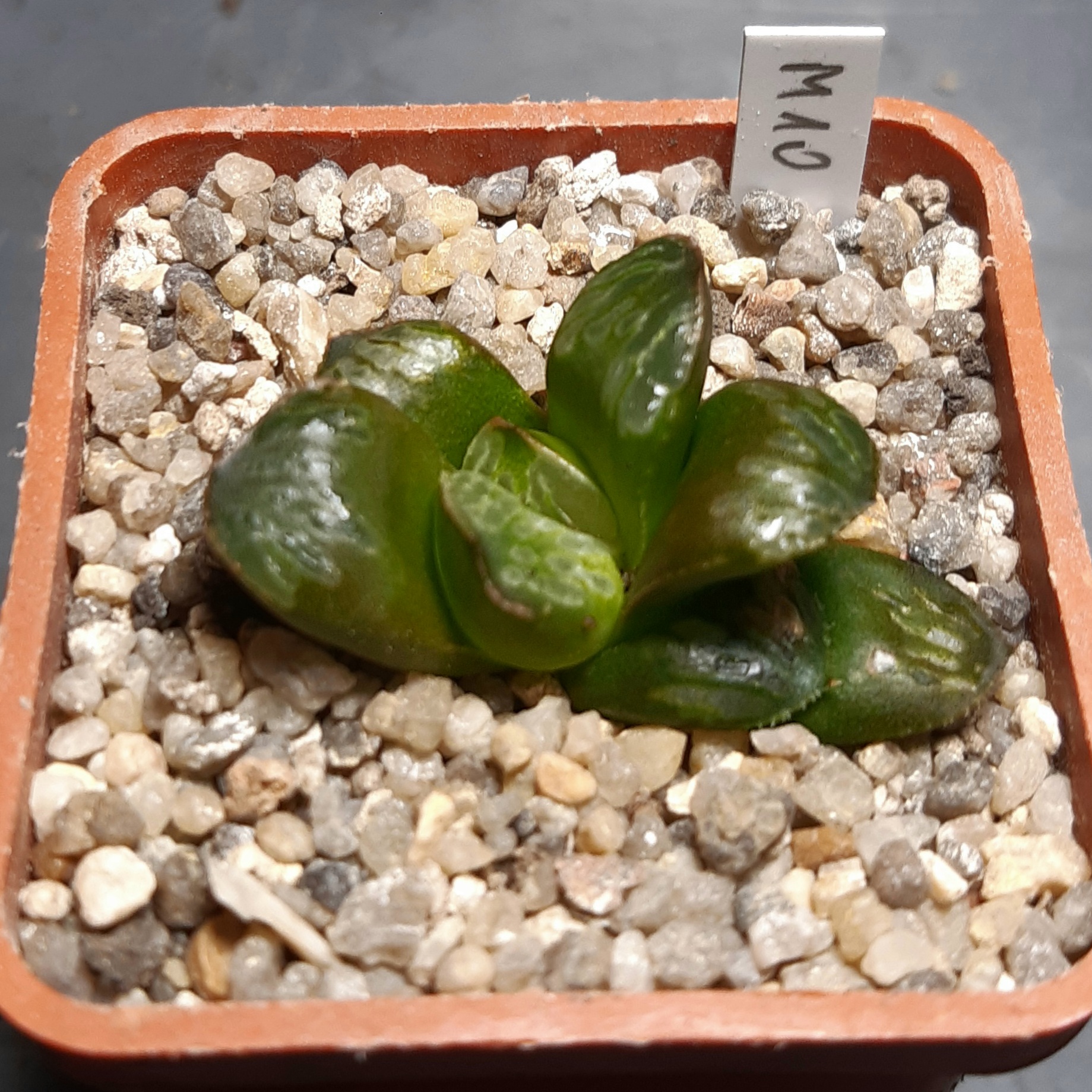 Haworthia mutica 'nigra' hybr