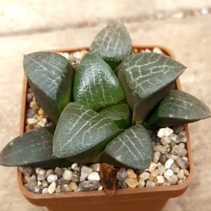 Haworthia correcta