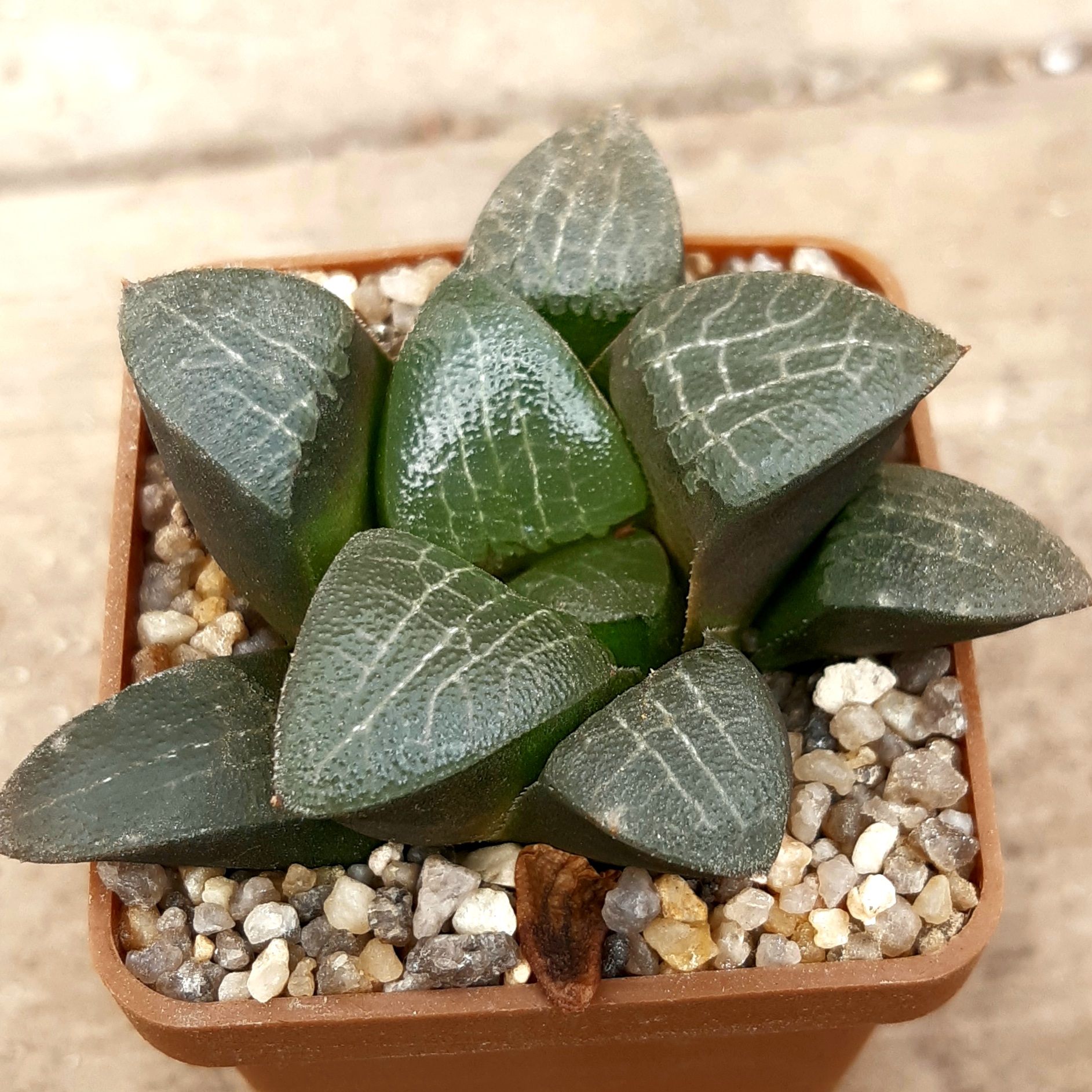 Haworthia correcta