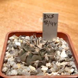 Gymnocalycium riojense 'piltziorum' BKS93/44 South of Andolucas, La Rioja, Argentina 1170m