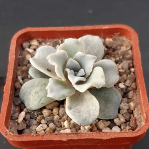 Echeveria cv.'Crispate Beauty'