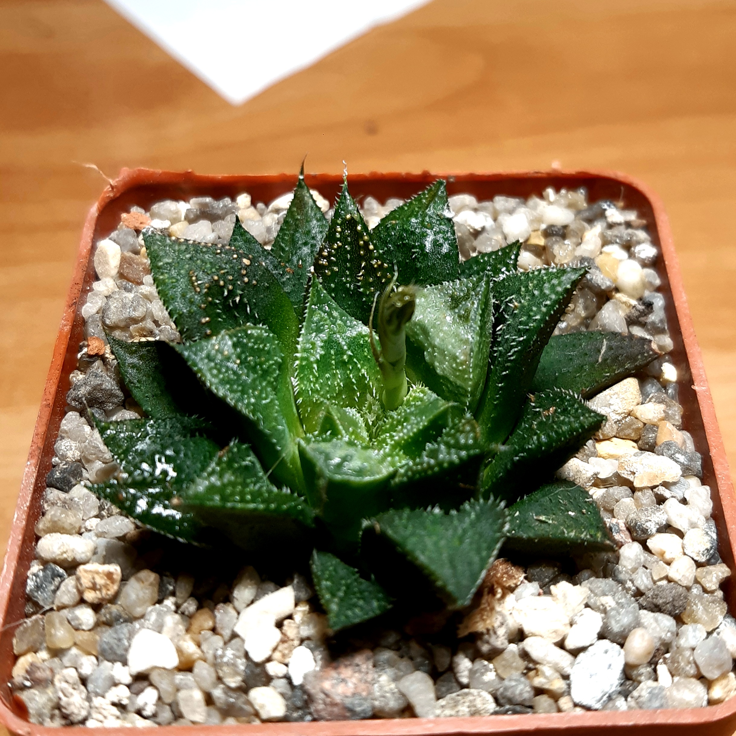 Haworthia multihybrid (x 'Chocora HRX-6')
