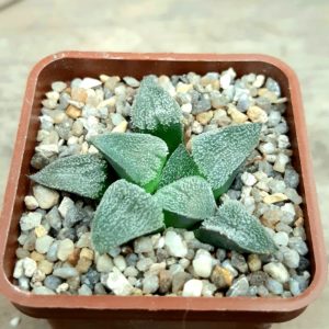 Haworthia pygmaea 'Super White'