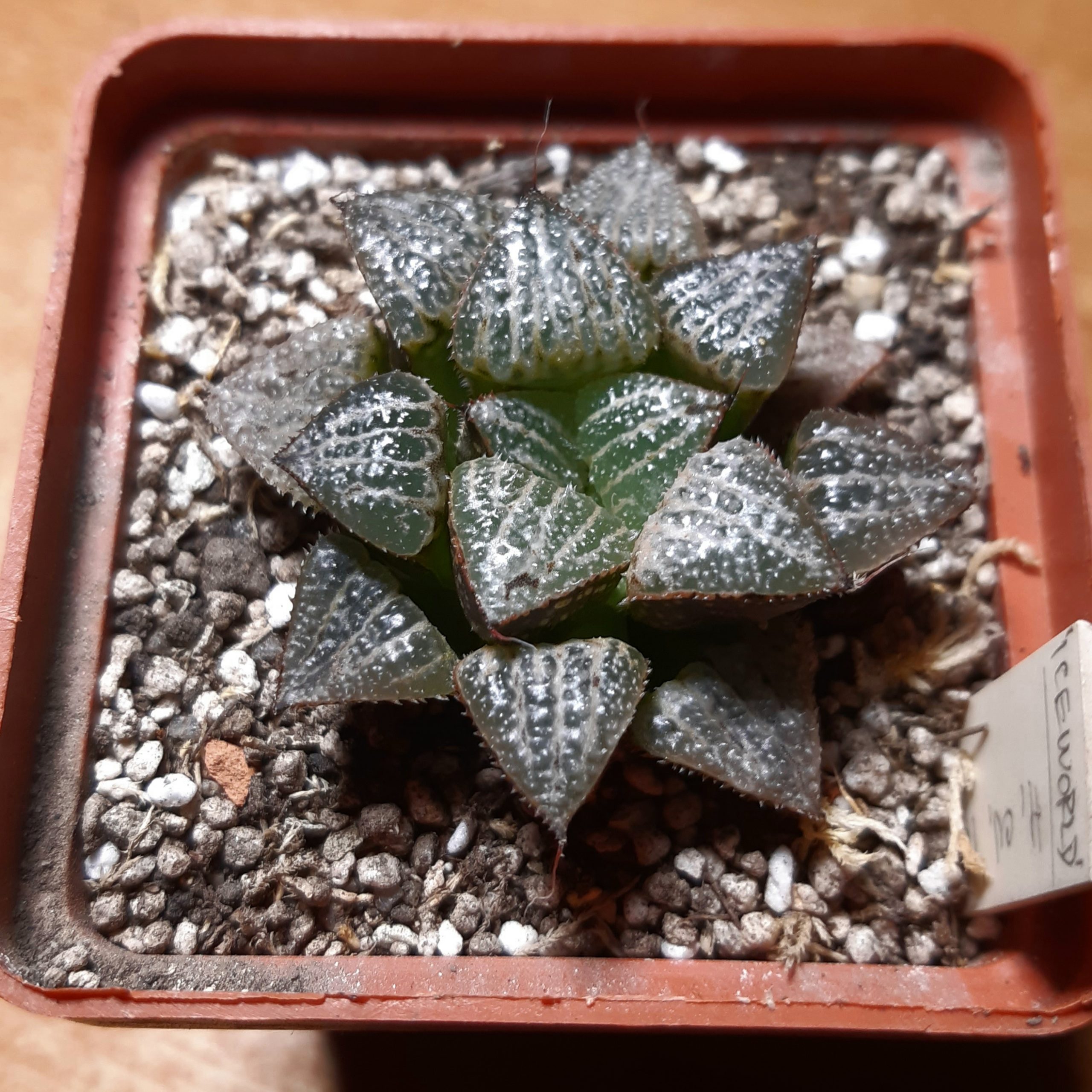 Haworthia cv.'Kohri-no-sekai' HSX-2 (sister plant of 'Yukigeshiki', a little smaller)