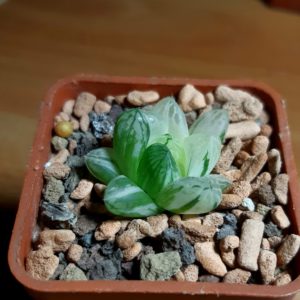 Haworthia cooperi variegata