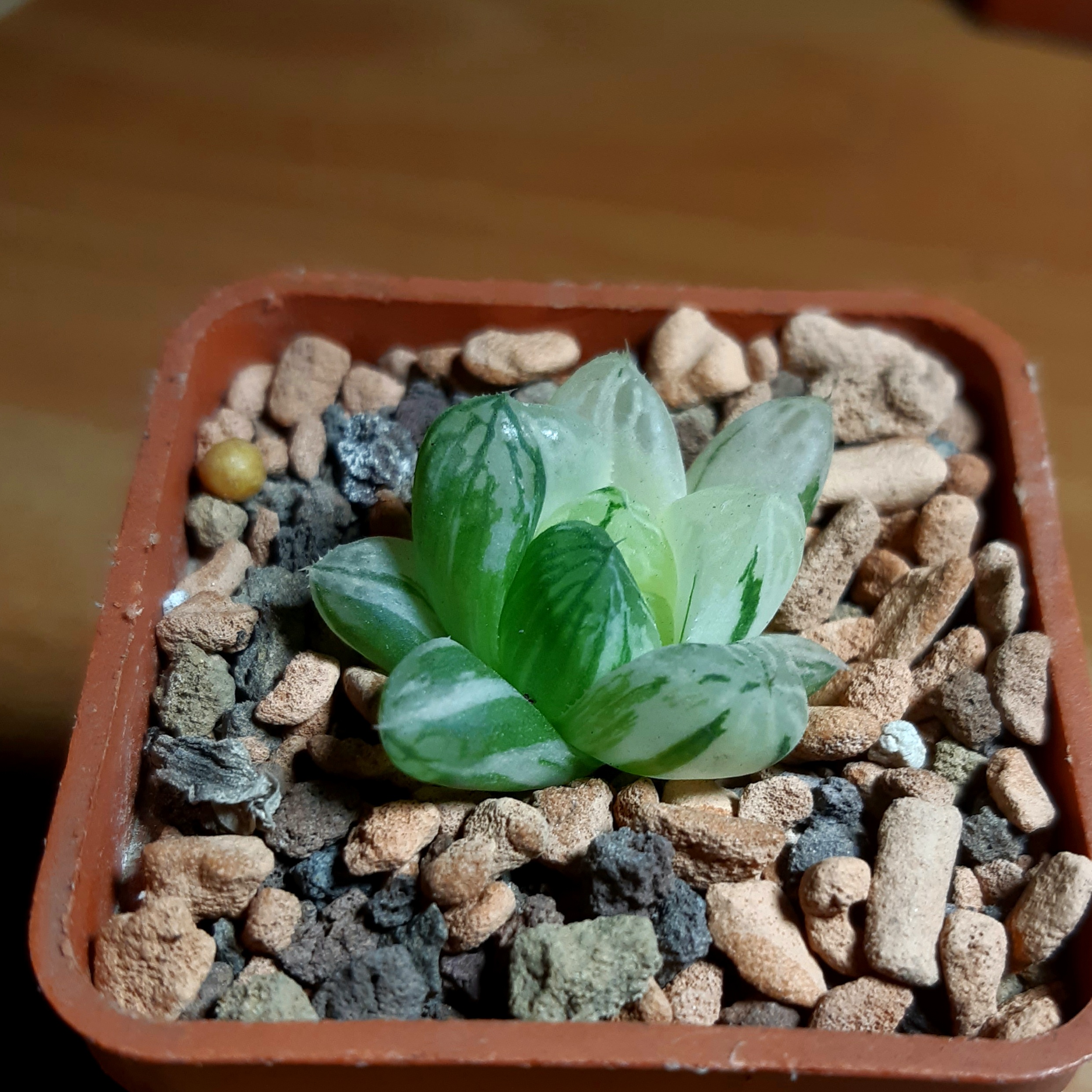 Haworthia cooperi variegata