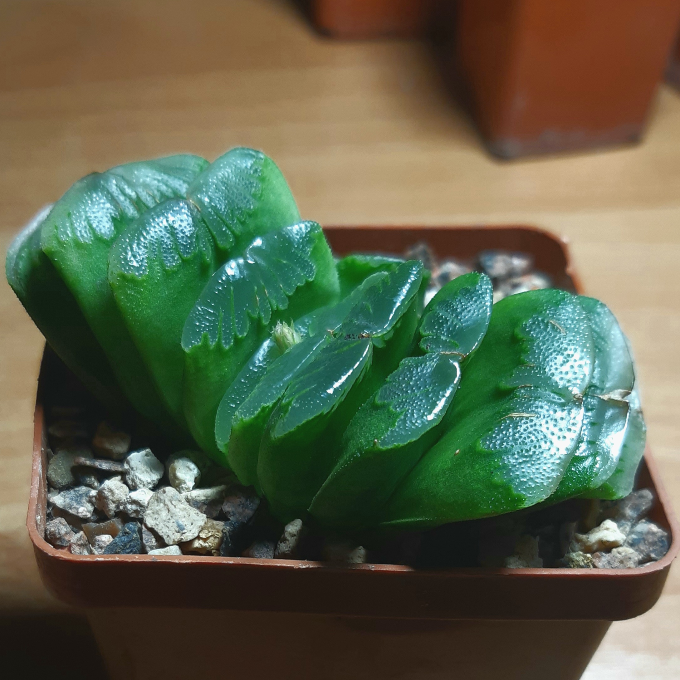 Haworthia truncata cv.'Lime Green'